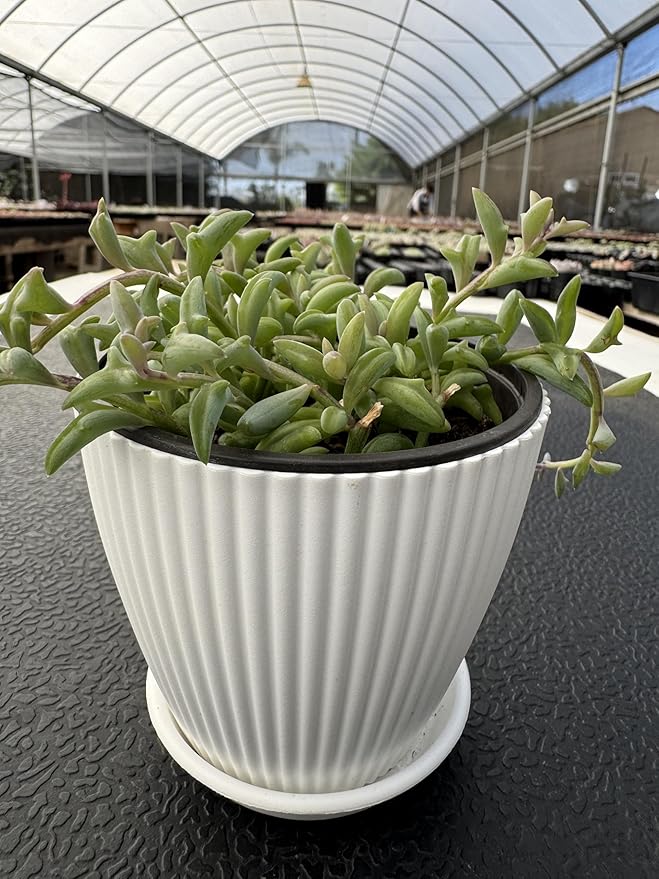 String of Dolphins with White Stripe 4" Pot, Live Succulent Plant Fully Rooted in Pots with Soil, Rare House Plant for Home Office Wedding Decoration DIY Projects Party