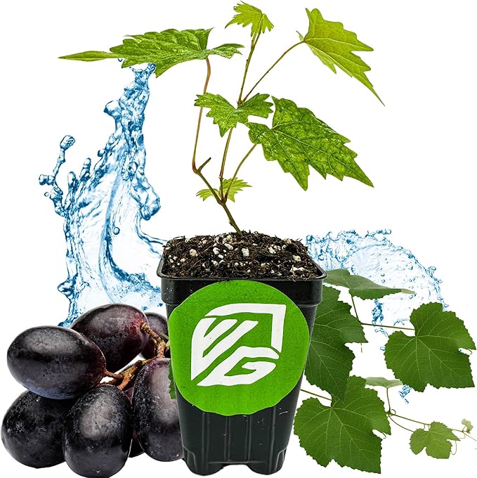 Southern Home Muscadine Grape - Vitis rotundifolia by Wellspring Gardens - Stunning Ornamental Vine, Grapevine for Southern Gardens, Unique Oak-Shaped Leaves, Juicy Black Grapes - Starter Plant