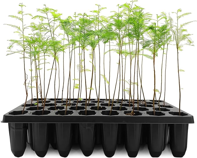 Bald Cypress | 20 Live Trees | Taxodium Distichum | Fast Growing Shade Tree Wet Tolerant