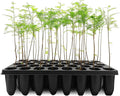 Bald Cypress | 20 Live Trees | Taxodium Distichum | Fast Growing Shade Tree Wet Tolerant