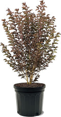 American Plant Exchange Black Diamond Lavender Lace Crape Myrtle Tree Live, 7-Gallon Pot, 2-3ft Tall, Vibrant Purple Flowers, Drought-Tolerant, Large Outdoor Landscape Accent, Year-Round Beauty