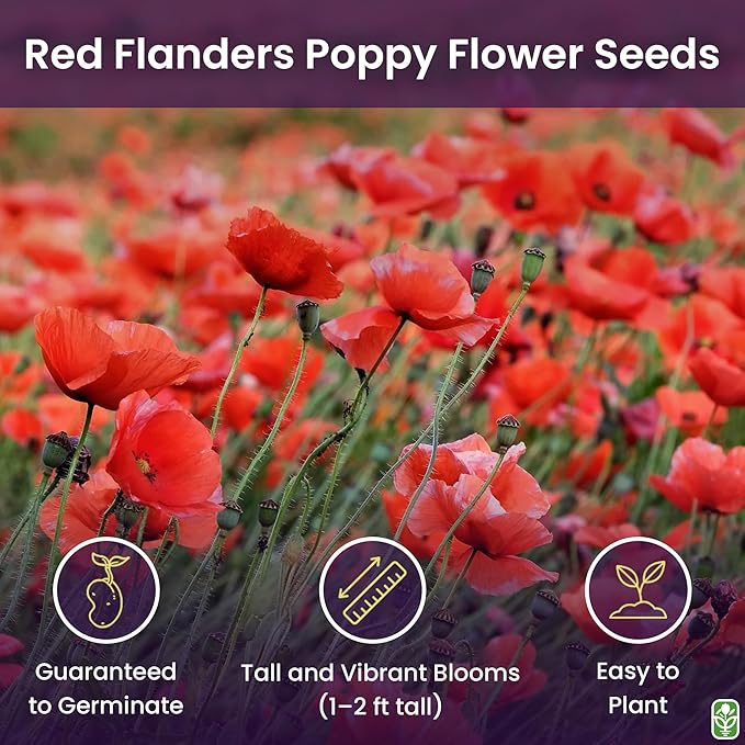 Red Flanders Poppy Seeds for Planting - 50,000+ Fresh Flower Seeds - Grown in The USA - Spring Blooming Wildflower