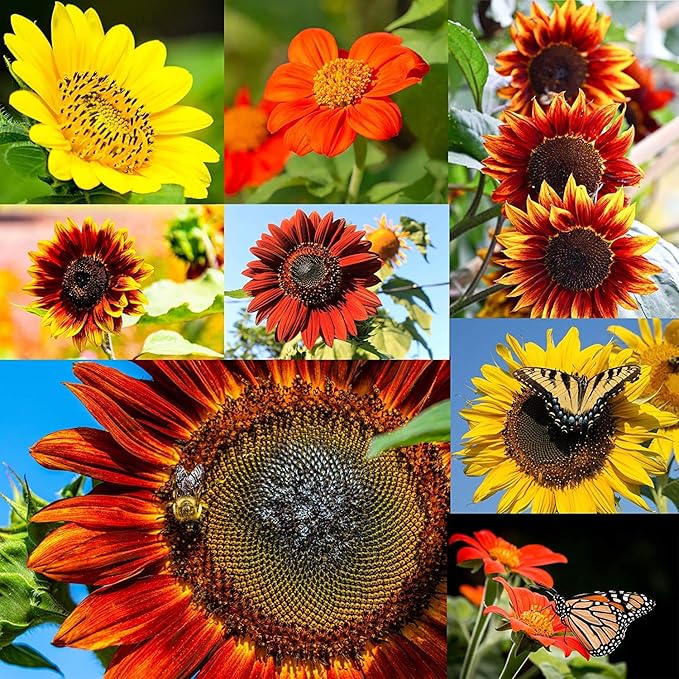 NatureZ Edge 1300+ Sunflower Seeds Garden Variety Pack, Bulk Sunflower Seeds for Planting Flowers, Get More Sunflower Seeds to Plant, Mammoth, Dwarf, Lemon Queen, Giant and More. 2oz Packet