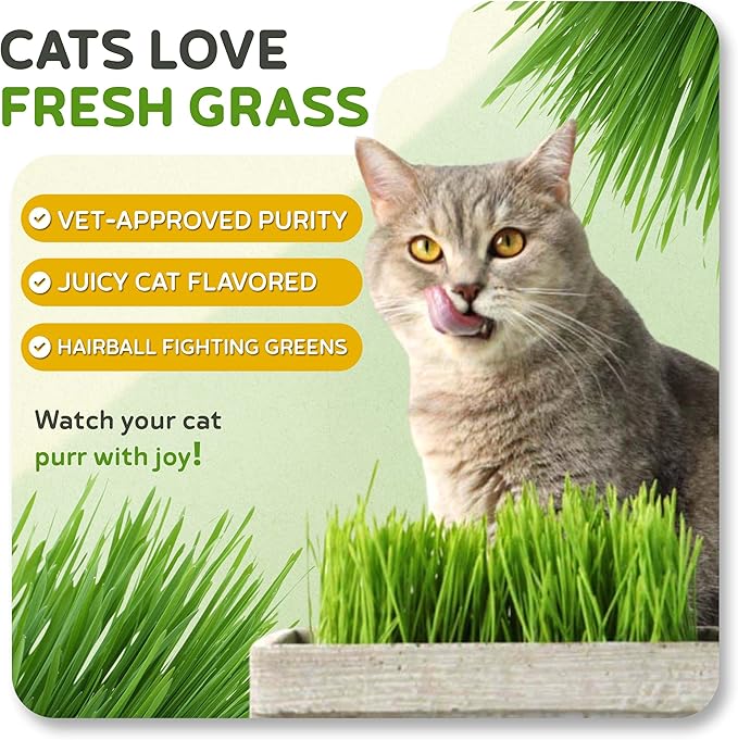 Todd's Seeds – Cat Grass for Indoor or Outdoor Cats, 1lb Wheatgrass – Premium, 100% Chemical Free (Better Than Organic) Non-GMO, Pet-Safe & Easy to Grow in 5-7 Days – No Special Equipment Needed.