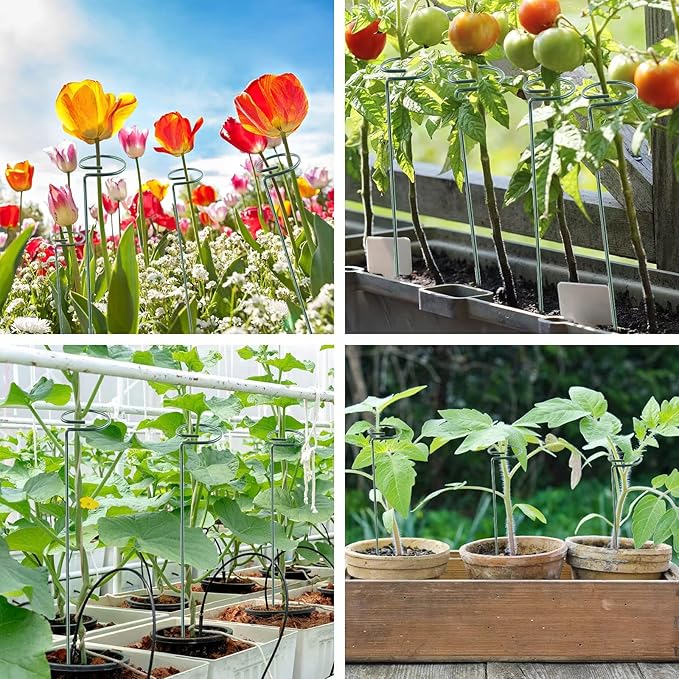 24 Inch 12 Packs Plant Support Stakes,Garden Single stemmed Plant Support Hoops, Plant Prop, for Flowers,Orchid, Tomatoes Peony Lily Rose (24 inch)