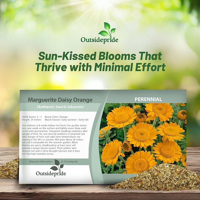 Outsidepride Orange Marguerite Daisy Seeds - 10000 Pcs. Perennial Drought-Tolerant & Pollinator-Friendly, Flower Seeds for Planting Vibrant Blooms for Gardens, Borders & Cut Flowers
