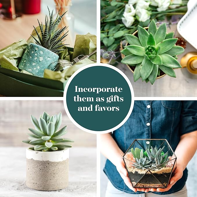 Shop Succulents Blue & Green Succulent Plant Pack Collection - Live Mini Succulent Plants, Low Maintenance, Mixture of Textures - Wedding and Party Favors, Gift & Garden, Pack of 12