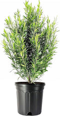 Podocarpus Japanese Yew | 2 Extra Large 3 Gallon Plants | Podocarpus Macrophyllus | Evergreen Shrub, Low Maintenance, Drought Tolerant, Privacy Screen Landscaping, Fast Growing, Ornamental Foliage