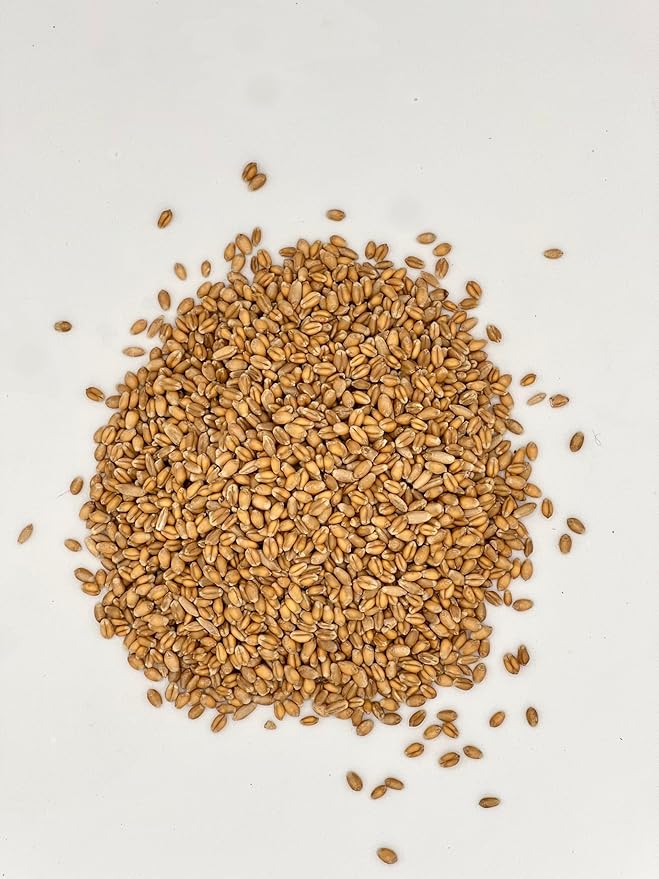 Thunder Acres Premium Soft Red Winter Wheat Seed (1, Pounds)
