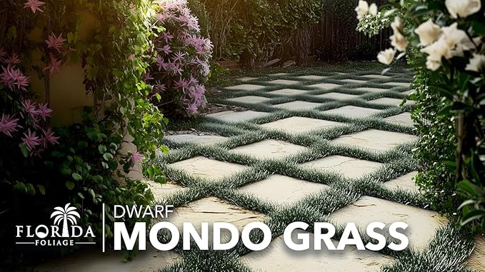 Dwarf Mondo Grass | 3 Large 4 Inch Pots | Ophiopogon Japonicus Nanus | Live Evergreen Shade Loving Groundcover
