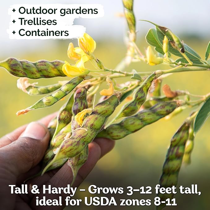 KVITER 30 Guandules Pigeon Peas Seeds for Planting (Cajanus Cajan) – a.k.a Gandules Goya, Gungo Peas, Congo Pea Non GMO & Organic – Heirloom Vegetable Seeds to Plant in Outdoor Garden & Trellises