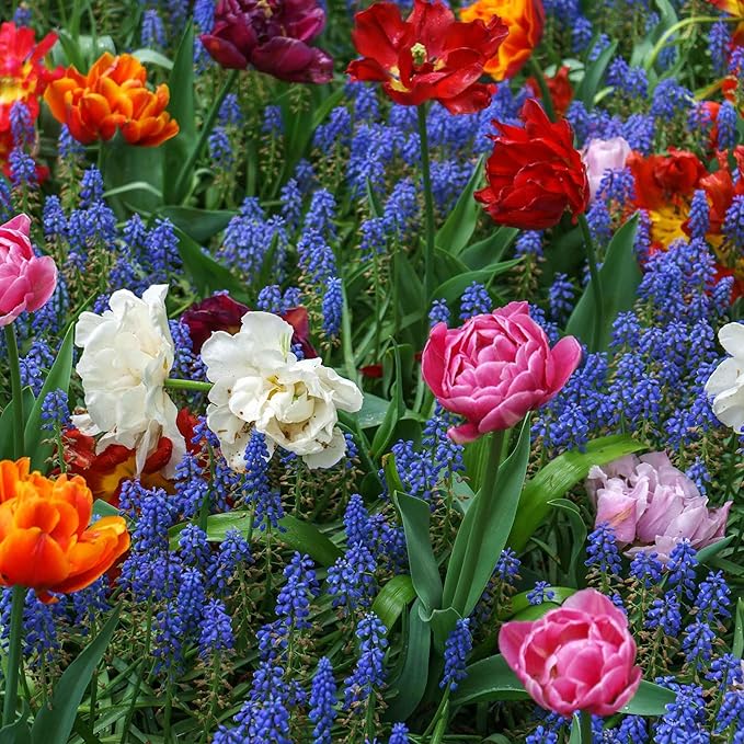 Eden Brothers Double Tulip & Muscari Collection