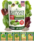HOME GROWN 5 Lettuce Seed Pack – 3950 Heirloom Vegetable Seeds for Indoor, Outdoor, or Hydroponic Growing – Black Seeded Simpson, Red Romaine, Bibb, Buttercrunch, Iceberg Varieties (Lactuca Sativa)
