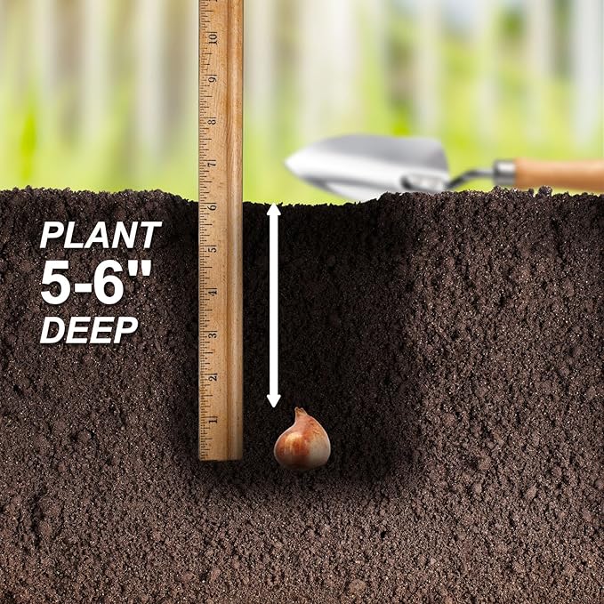 Garden State Bulb Amazing Blend Double Mix Tulip Flower Bulbs, 12/+ cm, Fall Planting (Bag of 25)