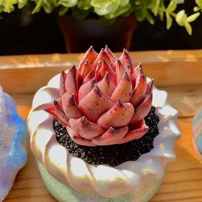 Echeveria Agavoides Romeo Rare Live Succulent Plants, Red 1 Head 2.7" Live Plant, Bare root without Pot Soil, Garden Indoor Office Desk, Wedding Party Baby Shower Decoration, Friend Plant Lovers Gifts