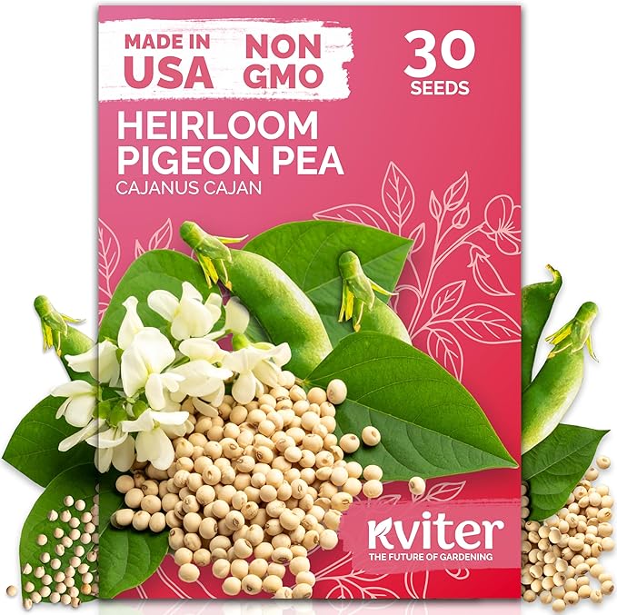 KVITER 30 Guandules Pigeon Peas Seeds for Planting (Cajanus Cajan) – a.k.a Gandules Goya, Gungo Peas, Congo Pea Non GMO & Organic – Heirloom Vegetable Seeds to Plant in Outdoor Garden & Trellises