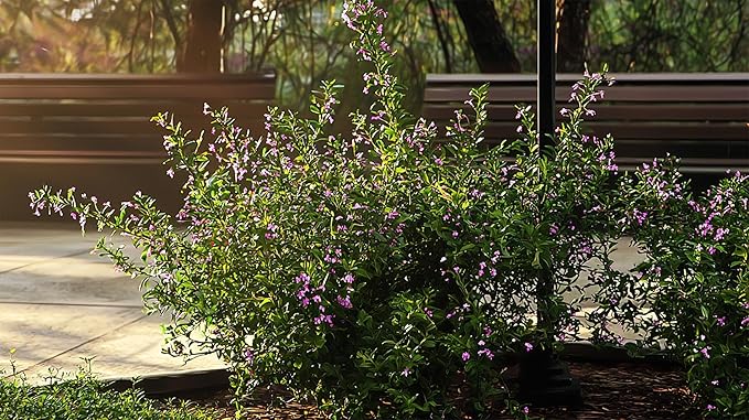 Mexican Heather Purple | 10 Live Plants | Cuphea Hyssopifolia | Drought Tolerant, Evergreen Shrub, Low Maintenance, Flowering Blooms, Full Sun, Ground Cover, Year Round Interest, Outdoor Garden