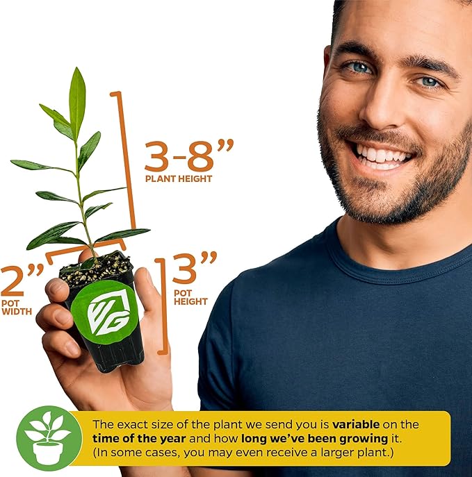 Chemlali Olive Tree - Olea europaea 'Chemlali' by Wellspring Gardens - Self-Pollinating Live Plant, High Fruit Yield, Cross-Pollination,Home Gardening, Olive Cultivation, Delicious Fruit, Easy-Care