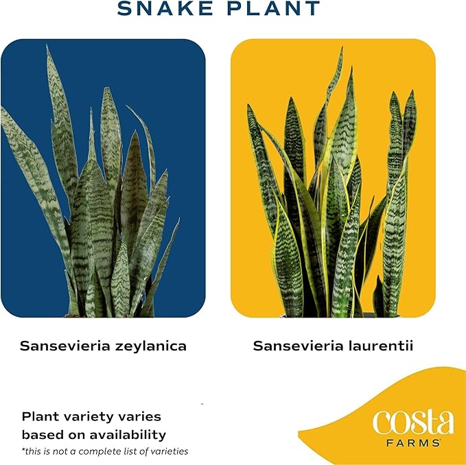 Costa Farms Snake Plant, Live Plant in Decorative Pot, Easy to Maintain, Large Air Purifying Succulent Indoor Houseplant, Assorted Variety, Home, Room, or Office Décor, 2-3 Feet Tall