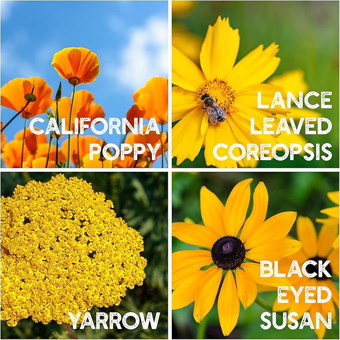 All Annual Wildflower Seeds Mix – 1 lb, 16,000+ Seeds – 21 Flower Varieties Including Poppy, Indian Blanket, Flax – Attracts Pollinators – Bulk Wildflower Seed for Planting