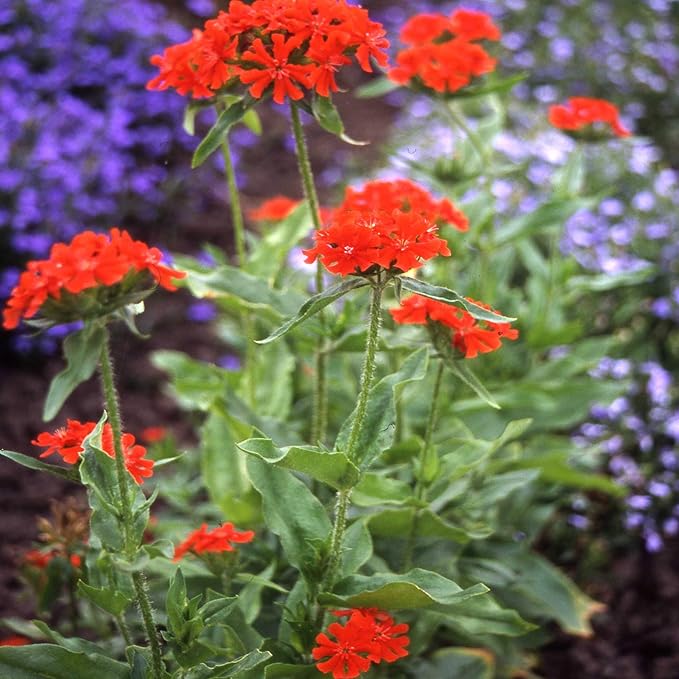Outsidepride Chalcedonica Lychnis Seeds - 5000 Pcs Perennial Flower Seeds with Long Blooming Season & Attractive to Pollinators, Easy to Propagate for Borders, Containers, or Cottage Gardens