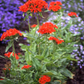 Outsidepride Chalcedonica Lychnis Seeds - 5000 Pcs Perennial Flower Seeds with Long Blooming Season & Attractive to Pollinators, Easy to Propagate for Borders, Containers, or Cottage Gardens