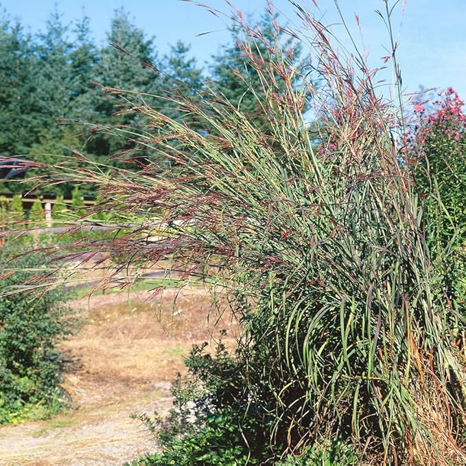 Outsidepride Perennial Andropogon Big Bluestem Grass Seed - 1 lb. Warm Season, Drought Resistant, Native Prairie Grass Seed, Ideal for Erosion Control, Ornamental Landscaping & Wildlife Gardens