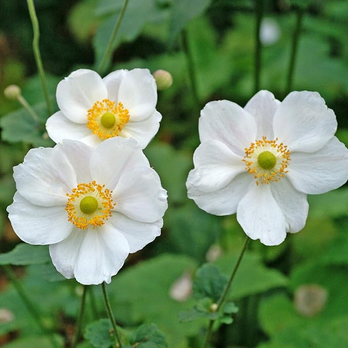 Easy to Grow Anemone The Bride 20 Plant Bulbs - White Flowers in Spring Outdoor, Full Sun