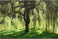 Weeping Willow Tree - Salix babylonica - Heavy - Established Roots - 1 Trade Gallon Potted - 1 Plant