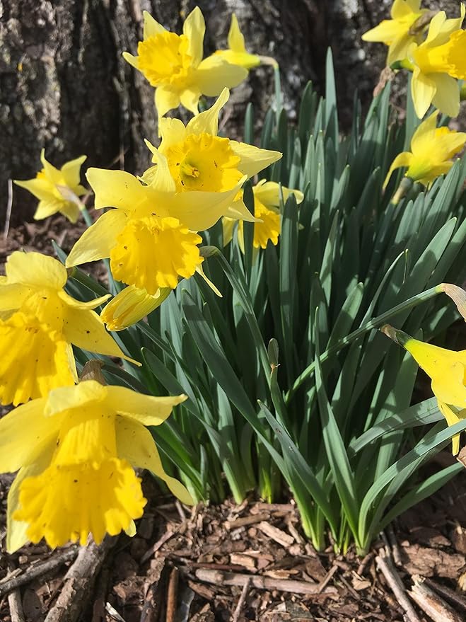 Dutch Master Daffodils (25 Bulbs) - Yellow Daffodil Narcissus Bulbs