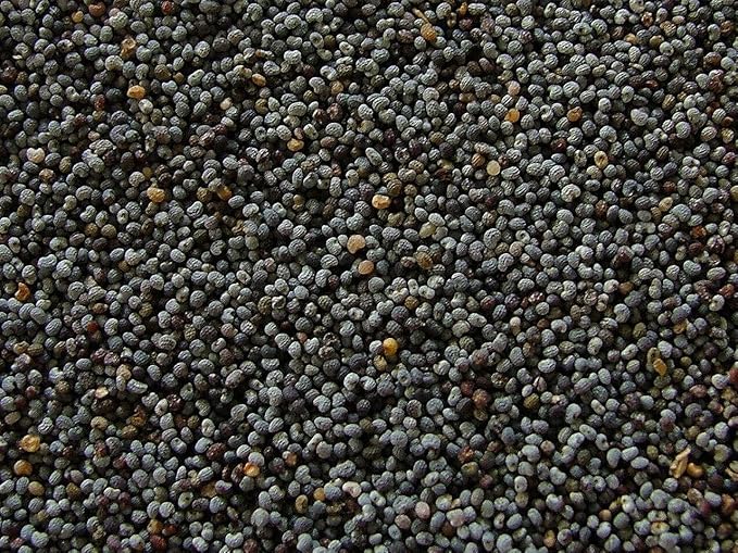 1600 Annual Violetta Blush Poppy Seeds - Tall Mauve Poppy with Black Markings
