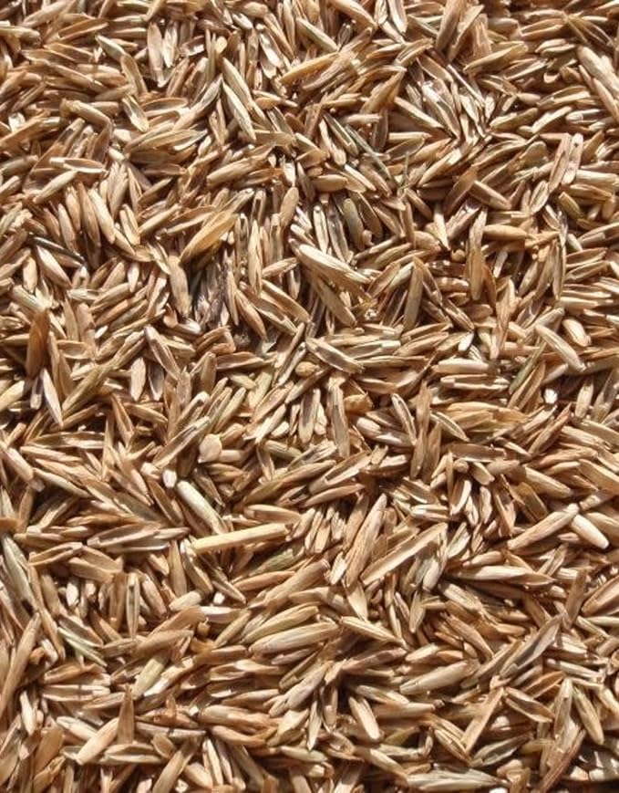 Perennial Ryegrass Seeds for Planting - Premium Quality Rye Grass Seed (3 Pounds)