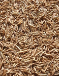 Annual Ryegrass Seeds for Planting - Premium Quality Rye Grass (1 Pound)