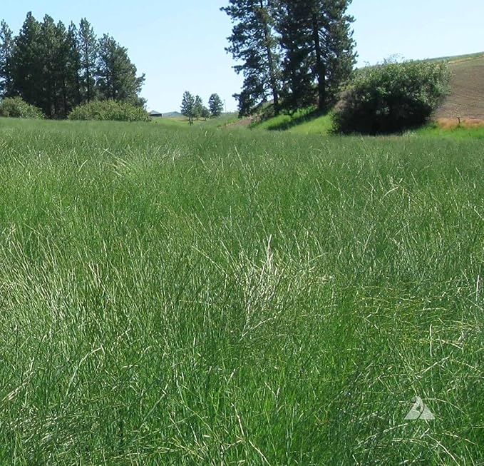 Outsidepride Western Native Grass Seed Mix - 1 lb. Perennial Blend of Warm & Cool Season, Drought Tolerant Grass Seed for Natural Landscaping w/Wildflower, Soil Health Improvement & Erosion Control