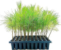 Slash Pine Tree | 10 Live Plants | Pinus Elliottii | Fast Growing Stately Shade Tree