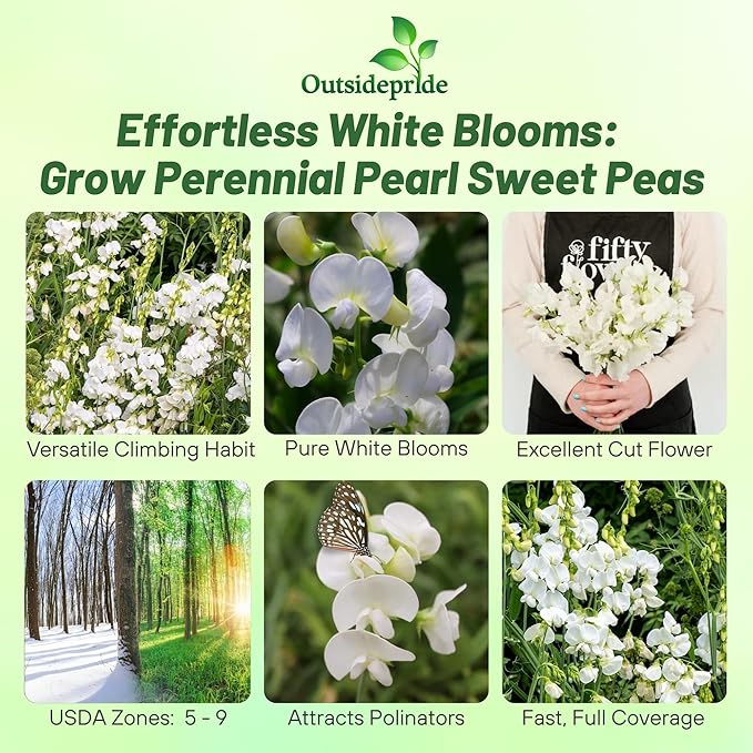 Outsidepride Pearl White Sweet Pea Seeds - 100 Pcs Perennial, Easy to Grow, Vine Seeds for Planting Fragrant, Long-Lasting Flowers with Free-Flowering Habit & Tall Size for Vertical Gardens