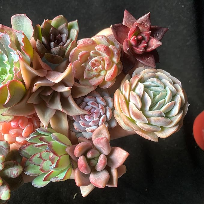 12pc Succulents Plants Live – Easy Care Bare Root Succulent, Low Maintenance Mini Succulents for Indoor Outdoor Decor, Home Office & Garden, Gift Set for Plant Lovers