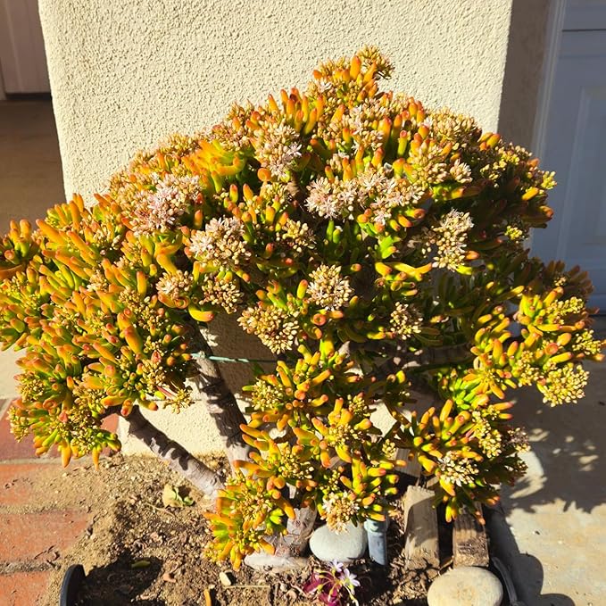 Sprout N Green Gollum Jade - Crassula Ovata Gollum, Rare Cute Succulent Plant Fully Rooted in 4" Pot