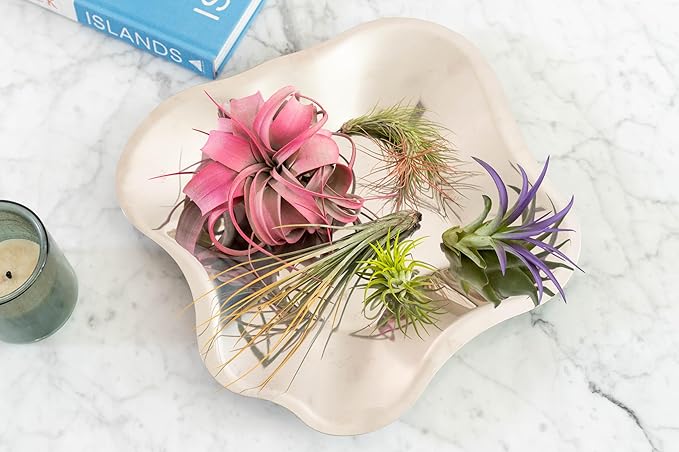 Purple Colorful Tillandsia Air Plants - Long Lasting Color Enhanced Live Tillandsia Succulent House Plants - Home and Garden Decor - Easy Care Indoor and Outdoor (Ionantha Rubra, Single)