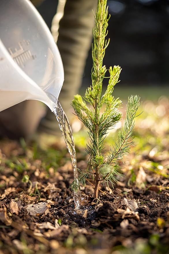 Ponderosa Pine Live Tree Plug Seedlings | 6"-12" | Arbor Day Foundation - (Due to Agricultural Laws, Unavailable to AZ, CA, ID, ME, MT or UT) (3-Pack)