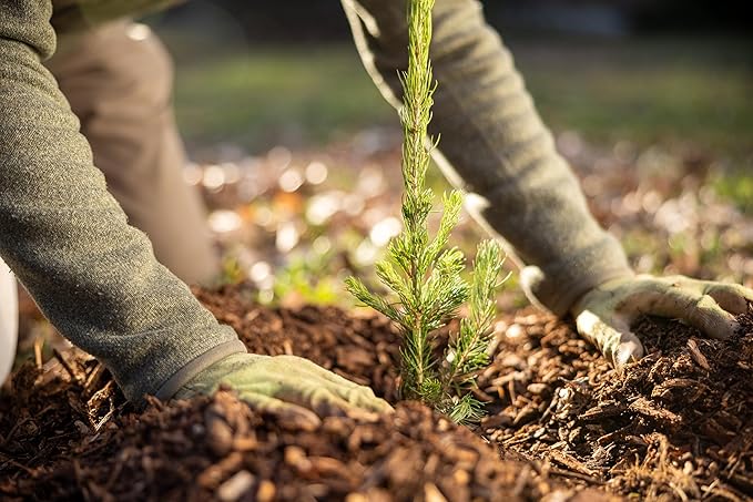 Colorado Blue Spruce Tree Plug Seedlings | 6"-12" | Arbor Day Foundation (10-Pack)