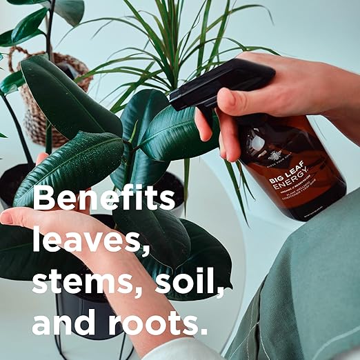 Big Leaf Energy (16 FL OZ, Glass) Organic Neem Oil Plant Spray with Essential Oils : Natural Plant Wash for Indoor Houseplants and Outdoor Gardens