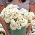 Eden Brothers Ranunculus Bulbs - White
