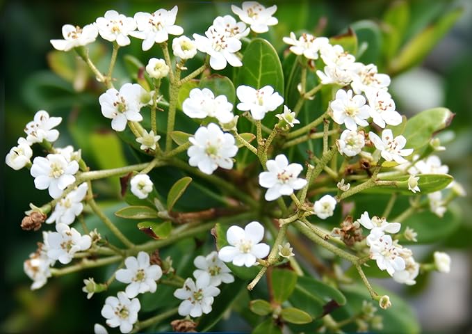 Viburnum Densa | 3 Live Quart Size Plants | Viburnum Obovatum 'Densa' | Compact Evergreen Shrub | Low-Maintenance Privacy Plants for Landscaping