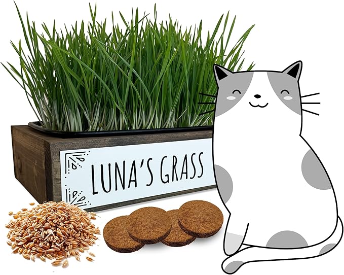 Whetagrass Kits (Wheatgrass Grow Kit - Custom Box)
