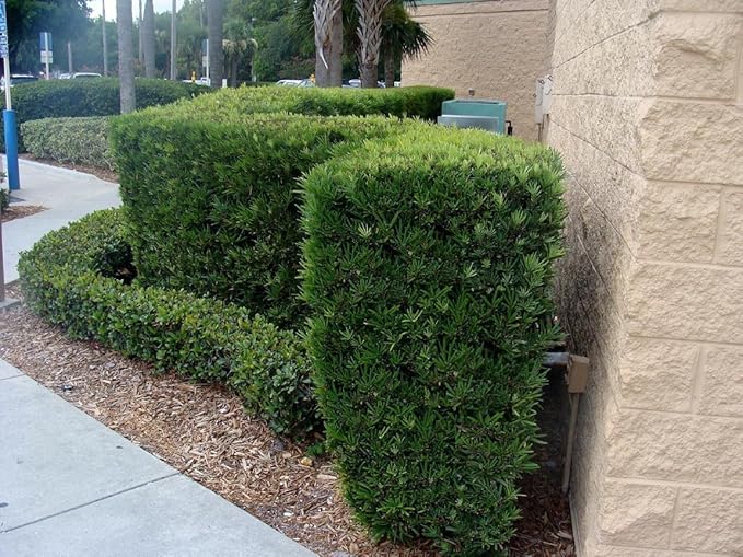 Podocarpus Japanese Yew | 1 Live 4 Inch Plant | Podocarpus Macrophyllus | Evergreen Shrub, Low Maintenance, Drought Tolerant, Privacy Screen Landscaping, Fast Growing, Ornamental Foliage