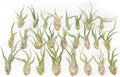 Tillandsia Caput Medusae Air Plants - Live Succulent House Plants - Available in Wholesale and Bulk - Home and Garden Decor - Easy Care Indoor/Outdoor Air Plant (Pack of 50)