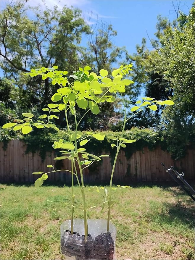 Moringa Plants 2 Live Moringa Tree Seedlings with Moringa Seeds - Sahijan - Malunggay - Drumstick Tree - Moringa Oleifera