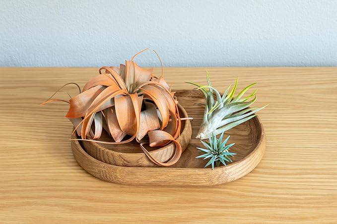 Lavender Colorful Tillandsia Air Plants - Long Lasting Color Enhanced Live Tillandsia Succulent House Plants - Home and Garden Decor - Easy Care Indoor and Outdoor Plants