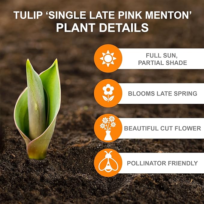 Garden State Bulb Single Late Pink Menton Tulip Flower Bulbs, 12/+ cm, Fall Planting (Bag of 25)